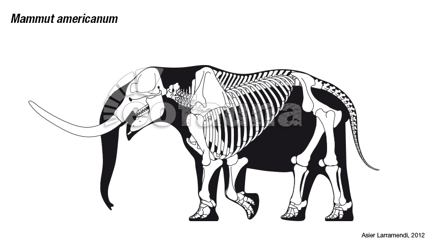 Mammut americanum