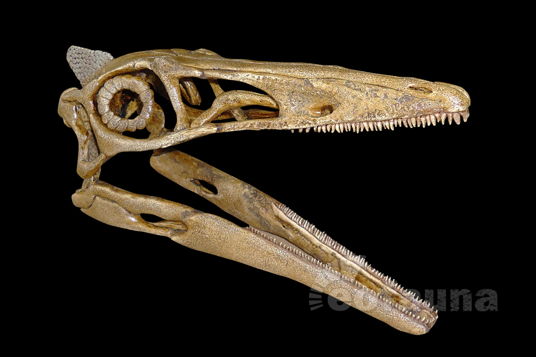 El cráneo de un pelecanimimus polyodon