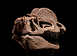 Dilophosaurus- 3