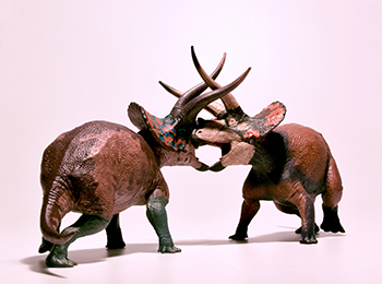 Triceratops sp.